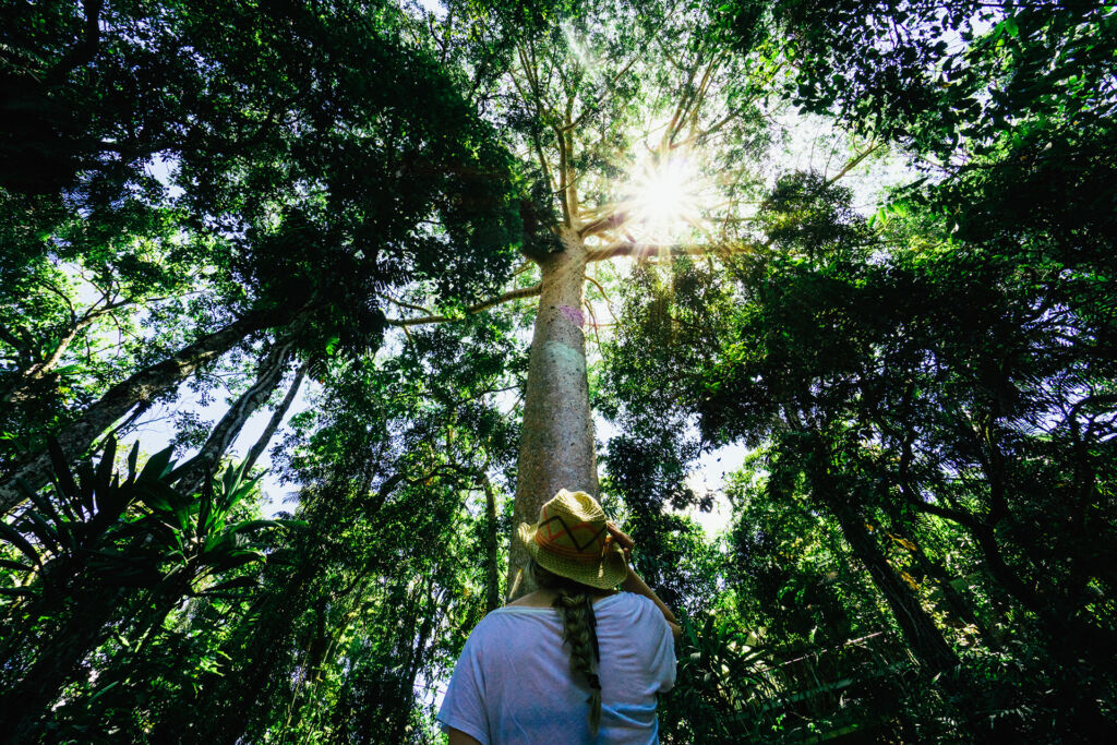 Trees in the Daintree Rainforest. Image by Tourism Tropical North Queensland.